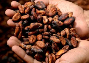 mãos segurando um punhado de sementes de cacau.